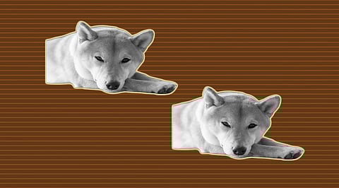 Shiba Inu is Getting the Worst Hits! Slips Away from Top 10 Again