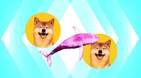 Whales Cashed Out on Shiba Inu Profit and Now The Meme coin is Down