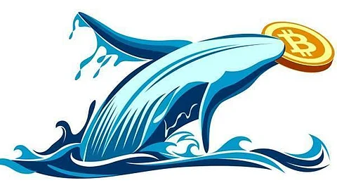 Where Have Crypto Whales Invested in 2022?