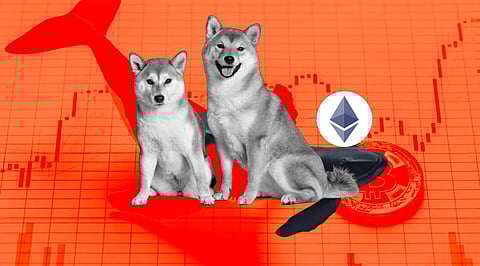 Shiba Inu Buying Spree! This ETH Whale is the Recent Culprit