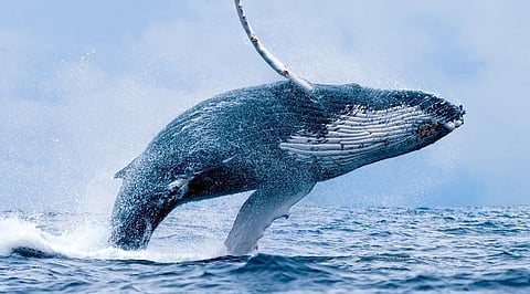 Tamadoge Is On the Radar of the Largest Crypto Whales- Here’s Why