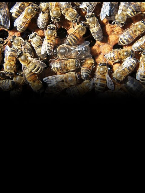 A Dangerous Robot Army of Bees Can Be Created with This AI-based Tool