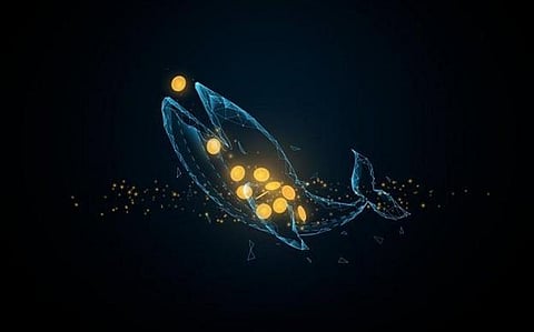 These Seven Coins are The Top Picks in The Crypto Market for Whales in 2023