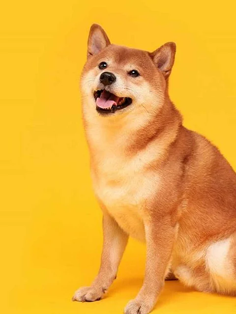 Shiba Inu Investor Exchanges Tokens, Potential Price Decline Hint