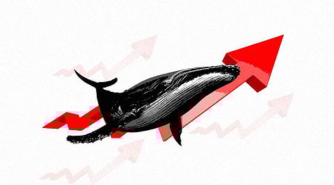 Crypto Whales are Ruling Amid the Market Downturn