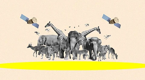 Satellite Wildlife Monitoring Gets a Boost from ML: A Study