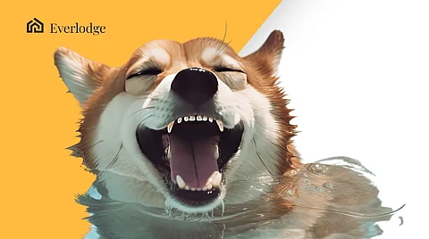 Analyzing The Future Price Performance of Shiba Inu and Dogecoin, Everlodge Sees 130% Rise