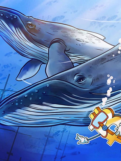 Bitcoin Price Drop Attracts Crypto Whales