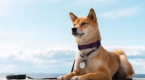 What a $1000 Investment in Shiba Inu Could Make You By The End of 2024