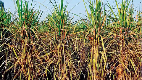 பொங்கல் கரும்பு- குறைந்த விலை, அதிக கையூட்டு!