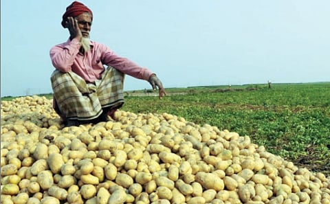 உருளை விவசாயிகள் மீது
வழக்கு போட்ட பெப்சி!