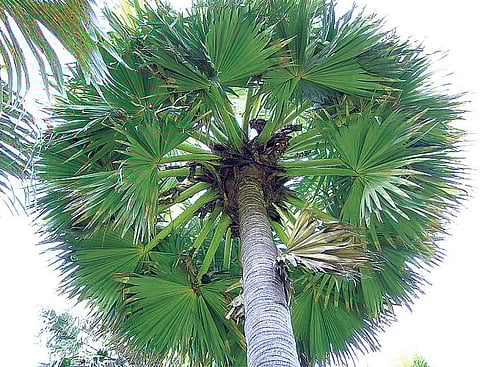 கருப்பட்டியின் கதை