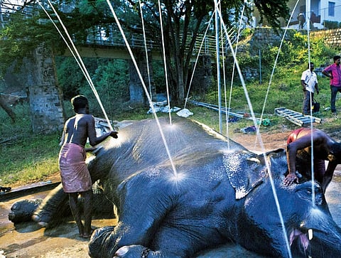 செல்வபிரகாஷ்