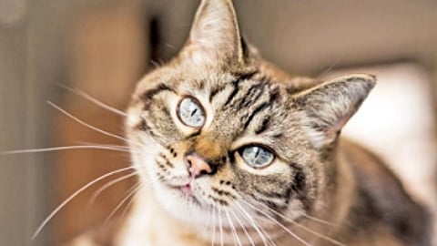 பாசக்கார மனிதர்கள்