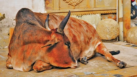 மனத்தை உலுக்கிய மணப்பெண்ணின் கண்ணீர்!