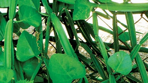 உன்னைப் பெற்ற வயிற்றில்!