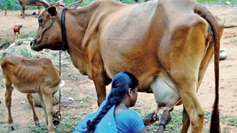 பசித்த வயிறும் பிள்ளப் பசுவும்!