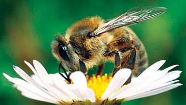 கடைசி மனிதனின் தலை