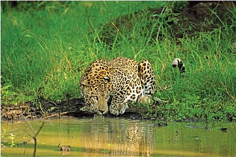 செவ்வாய் மொழி