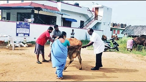 எகிறிக்குதித்த எருமை மாடு!