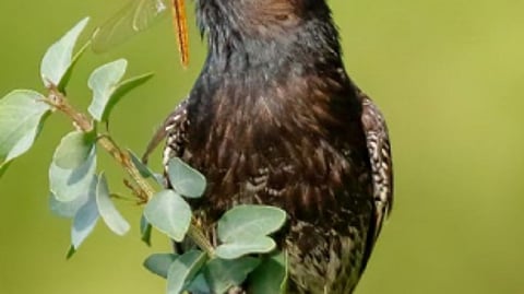 வீட்டை சுற்றிப் பறவைகள்