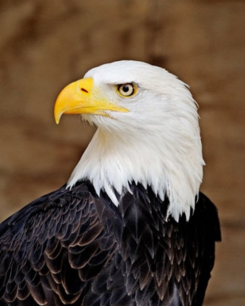 இந்தப் பூனையும் பால் குடிக்குமா?