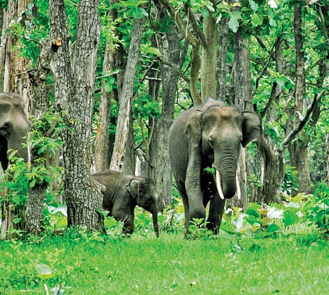 யாழினி. செ.