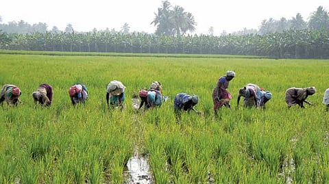 பேஸ்புக்கில் விவசாயம் செய்கிறீர்களா?