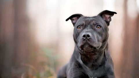 பச்சை குத்திய பாசக்கார தந்தை!