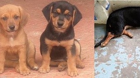 ப்ளூட்டோ முதல் ப்ளூட்டி வரை -01