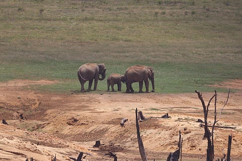 யானைகள் கணக்கெடுப்பு