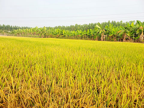 நெற்பயிர்கள்