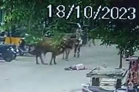 மாடு முட்டியதில் விழுந்து கிடக்கும் முதியவர்