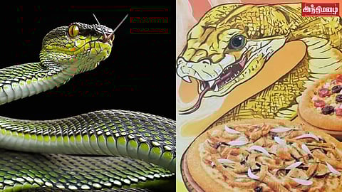 பாம்பு பீட்சா அறிமுகம்!