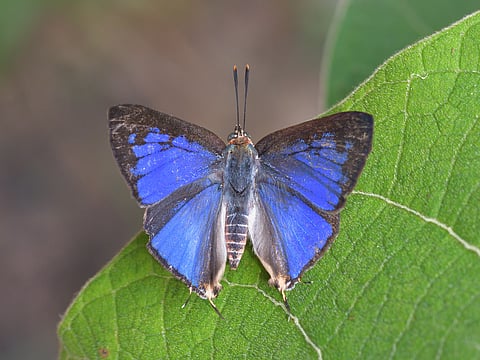 மேற்குத்தொடர்ச்சி மலையில் 33 ஆண்டுகளுக்குப் பிறகு புது வகை வண்ணத்துப்பூச்சி!