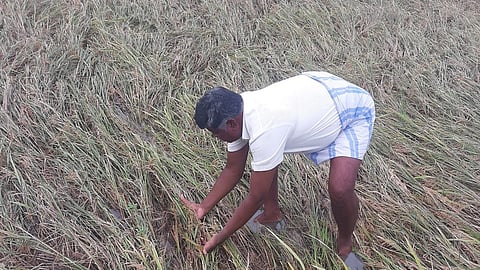 சம்பா பயிரைக் காக்க பிப்.3 முதல் மேட்டூர் அணை திறப்பு!