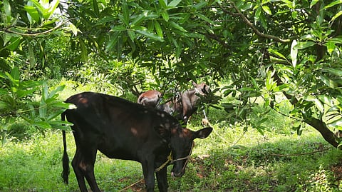கறவை மாடுகள்