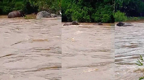 கபினி ஆற்றின் வெள்ளத்தில் சிக்கிக் கொண்ட யானை