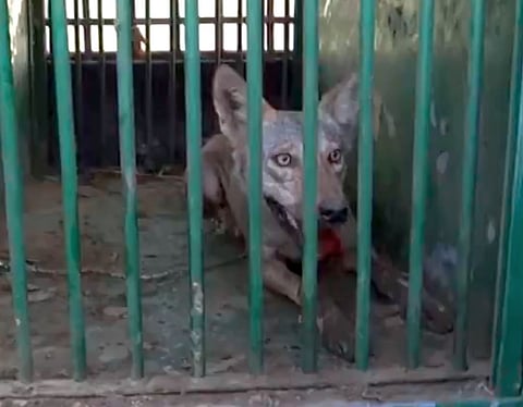 The Forest Department captures the fifth wolf in Uttar Pradesh's Bahraich.