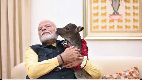 கன்றுக்குட்டியுடன் பிரதமர் மோடி