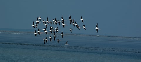 birds living in and around backwaters