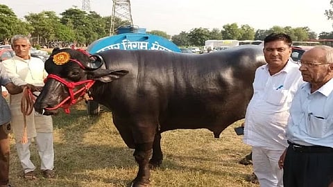 Anmol, Haryana Buffalo