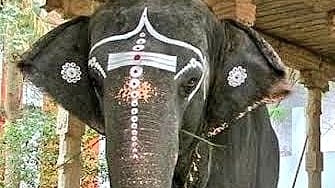 நெல்லையப்பர் கோவில் யானை