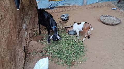 அதிகரிக்கும் ஆடு திருட்டு - விவசாயிகள் குமுறல்!