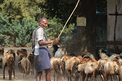 மேய்ச்சலுக்குச் செல்லும் ஆடுகள்