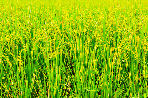 நெல் பயிர்