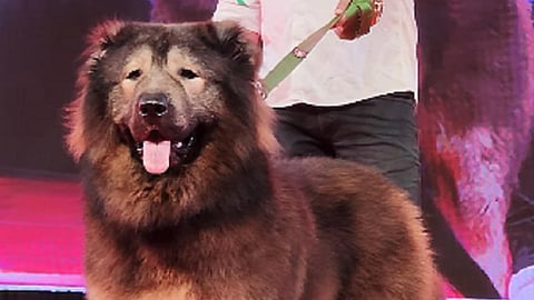 வளர்ப்பு நாய்