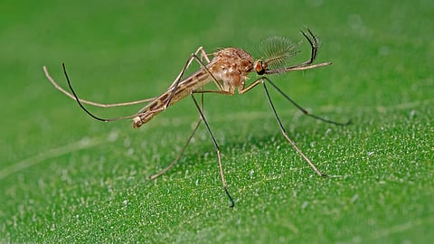 குலிசெட்டா அன்னுலாட்டா கொசு