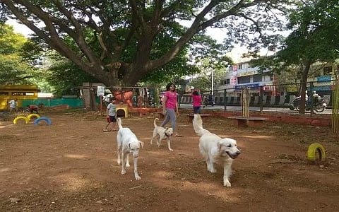 pets park
