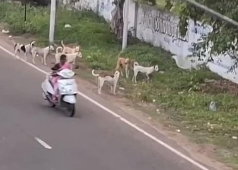 நாய் கடித்து சிகிச்சை எடுக்காதவர் பரிதாப சாவு!